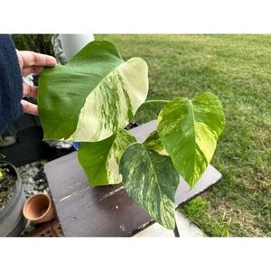 Rooted and Healthy Monstera‎ Aurea Variegated Plant - Exact Plant - A3